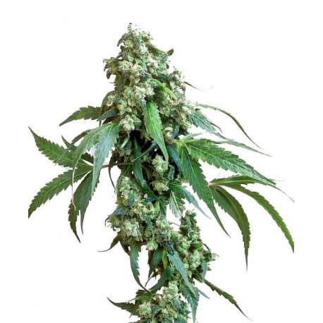 10 UND FEM- JACK FLASH 5 * SENSI SEEDS 10 UND FEMINIZADAS