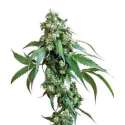 10 UND FEM- JACK FLASH 5 * SENSI SEEDS 10 UND FEMINIZADAS