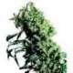 10 UND FEM - NORTHERN LIGHTS 5 X HAZE * SENSI SEEDS 10 UND FEMINIZADAS