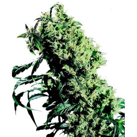 10 UND FEM - NORTHERN LIGHTS 5 X HAZE * SENSI SEEDS 10 UND FEMINIZADAS