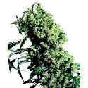 10 UND FEM - NORTHERN LIGHTS 5 X HAZE * SENSI SEEDS 10 UND FEMINIZADAS