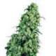 25 UND FEM - SKUNK 1 * SENSI SEEDS FEMINIZADA 25 UND FEM