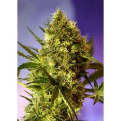 3 UND FEM - BIG DEVIL2 AUTO ® * SWEET SEEDS 3 UND FEMINIZADAS