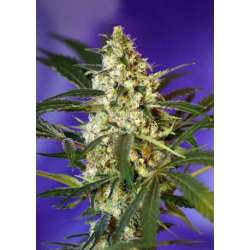 3 UND FEM - FAST BUD2 AUTO ® * SWEET SEEDS 3 UND FEMINIZADAS