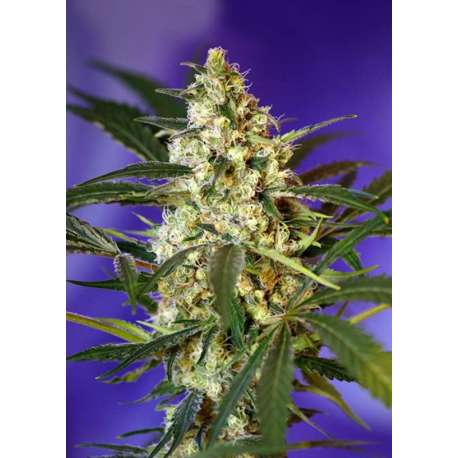 3 UND FEM - FAST BUD2 AUTO ® * SWEET SEEDS 3 UND FEMINIZADAS