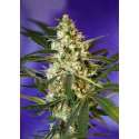 3 UND FEM - FAST BUD2 AUTO ® * SWEET SEEDS 3 UND FEMINIZADAS