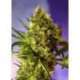 5 UND FEM - BIG DEVIL2 AUTO ® * SWEET SEEDS 5 UND FEMINIZADAS