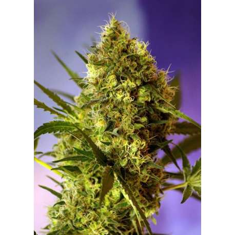 5 UND FEM - BIG DEVIL2 AUTO ® * SWEET SEEDS 5 UND FEMINIZADAS