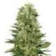10 UND FEM - SKUNK 1 AUTOMATIC * SENSI WHITE LABEL 10 UND FEMINIZADAS