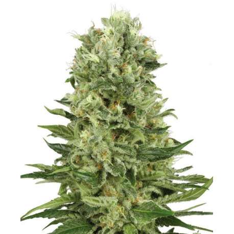 10 UND FEM - SKUNK 1 AUTOMATIC * SENSI WHITE LABEL 10 UND FEMINIZADAS