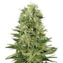 10 UND FEM - SKUNK 1 AUTOMATIC * SENSI WHITE LABEL 10 UND FEMINIZADAS