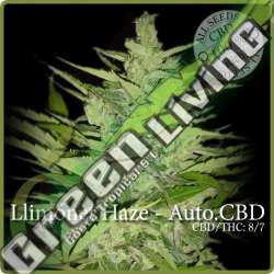 3 UND FEM - LLIMONET HAZE AUTO CBD * ELITE 3 UND FEMINIZADAS