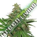 5 UND FEM - AK 420 AUTO * SEEDSTOCKERS 5 UND FEMINIZADAS