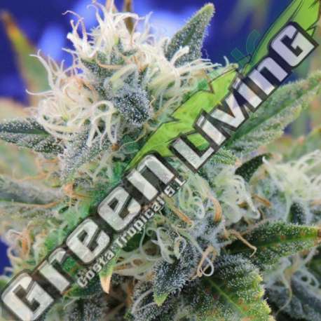 1 UND FEM - GIRL SCOUT COOKIES * ORIGINAL SENSIBLE 1 UND FEMINIZADA