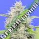 1 UND FEM - ZKITTZY GORILLA * ORIGINAL SENSIBLE 1 UND FEMINIZADA