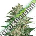 5 UND FEM - BIG BUD AUTO * SEEDSTOCKERS 5 UND FEMINIZADAS