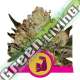 1 UND FEM - HULKBERRY * ROYAL QUEEN 1 UND FEMINIZADA