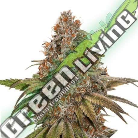 5 UND FEM - BLACKBERRY GUM * SEEDSTOCKERS 5 UND FEMINIZADAS