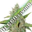 5 UND FEM - NORTHERN LIGHTS * SEEDSTOCKERS 5 UND FEMINIZADAS