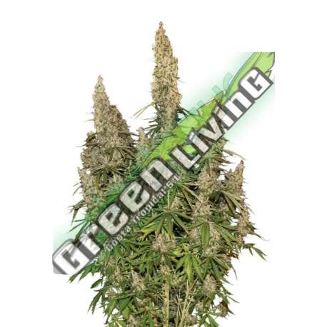 5 UND FEM - WHITE WIDOW AUTO * SEEDSTOCKERS 5 UND FEMINIZADAS