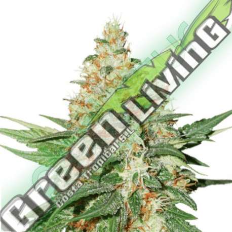 5 UND FEM - OG KUSH * SEEDSTOCKERS 5 UND FEMINIZADAS