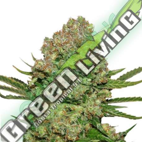 5 UND FEM - WHITE WIDOW * SEEDSTOCKERS 5 UND FEMINIZADAS