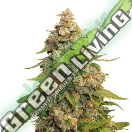 5 UND FEM - GOLDEN LEMON HAZE * SEEDSTOCKERS 5 UND FEMINIZADAS