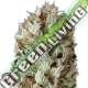 3 UND FEM - EXTREME IMPACT AUTO * HEAVYWEIGHT SEEDS 3 UND FEMINIZADAS