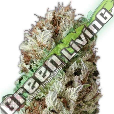 3 UND FEM - EXTREME IMPACT AUTO * HEAVYWEIGHT SEEDS 3 UND FEMINIZADAS