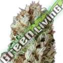 3 UND FEM - EXTREME IMPACT AUTO * HEAVYWEIGHT SEEDS 3 UND FEMINIZADAS
