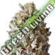 3 UND FEM - DIESEL DRIFT * HEAVYWEIGHT SEEDS 3 UND FEMINIZADAS