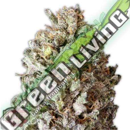3 UND FEM - DIESEL DRIFT * HEAVYWEIGHT SEEDS 3 UND FEMINIZADAS