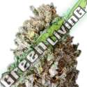 3 UND FEM - DIESEL DRIFT * HEAVYWEIGHT SEEDS 3 UND FEMINIZADAS