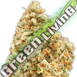 3 UND FEM - MONSTER PROFIT * HEAVYWEIGHT SEEDS 3 UND FEMINIZADAS
