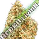 3 UND FEM - MONSTER PROFIT * HEAVYWEIGHT SEEDS 3 UND FEMINIZADAS