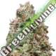 3 UND FEM - WAIST DEEP AUTO * HEAVYWEIGHT SEEDS 3 UND FEMINIZADAS