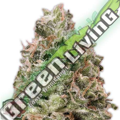 3 UND FEM - WAIST DEEP AUTO * HEAVYWEIGHT SEEDS 3 UND FEMINIZADAS