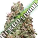 3 UND FEM - WAIST DEEP AUTO * HEAVYWEIGHT SEEDS 3 UND FEMINIZADAS