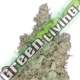 3 UND FEM - TOTAL PARALYSIS * HEAVYWEIGHT SEEDS 3 UND FEMINIZADAS
