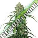 5 UND FEM - CBD 1:1 SILVER LIME HAZE AUTO * SEEDSTOCKERS 5 UND FEMINIZADAS