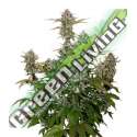 5 UND FEM - OG CANDY DAWG KUSH AUTO * SEEDSTOCKERS 5 UND FEMINIZADAS