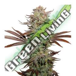 5 UND FEM - STICKY FINGERS AUTO * SEEDSTOCKERS 5 UND FEMINIZADAS