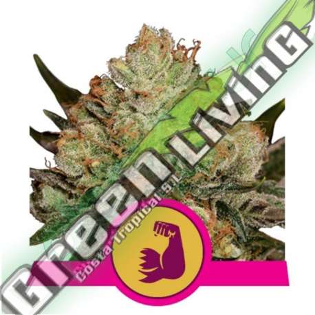 3 UND FEM - HULKBERRY * ROYAL QUEEN 3 UND FEMINIZADAS