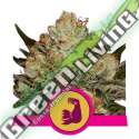 3 UND FEM - HULKBERRY * ROYAL QUEEN 3 UND FEMINIZADAS