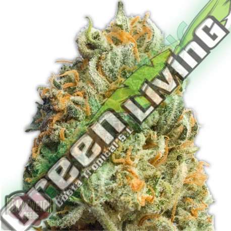 5 UND FEM - FULLY LOADED AUTO * HEAVYWEIGHT SEEDS 5 UND FEMINIZADAS