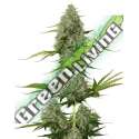 25 UND FEM - BCN CRITICAL XXL AUTO * SEEDSTOCKERS 25 UND FEMINIZADAS