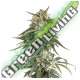 25 UND FEM - BCN CRITICAL XXL FAST * SEEDSTOCKERS 25 UND FEMINIZADAS