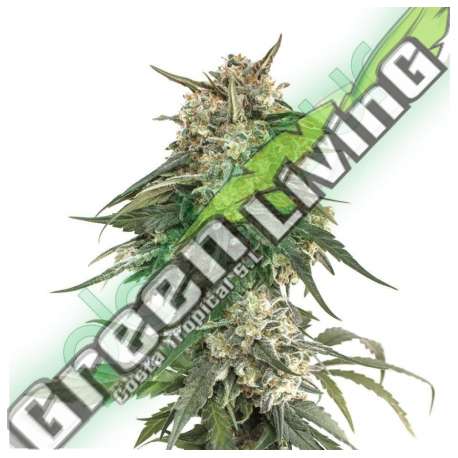 25 UND FEM - BCN CRITICAL XXL FAST * SEEDSTOCKERS 25 UND FEMINIZADAS