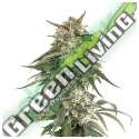 25 UND FEM - BCN CRITICAL XXL FAST * SEEDSTOCKERS 25 UND FEMINIZADAS