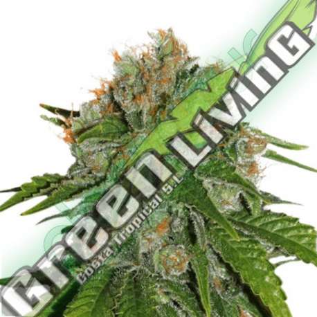25 UND FEM - AMNESIA AUTO * SEEDSTOCKERS 25 UND FEMINIZADAS